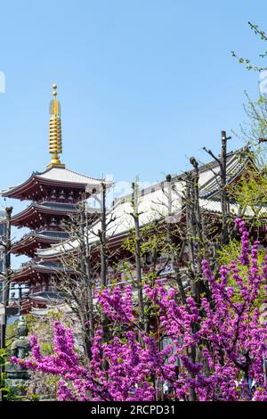 Tokio, Japan - 1. April 2023; tiefer vertikaler Blick auf den hellroten buddhistischen Senso-ji-Tempel oder Asakusa Kannon in Asakusa, Stadtteil Taito mit violettem C Stockfoto