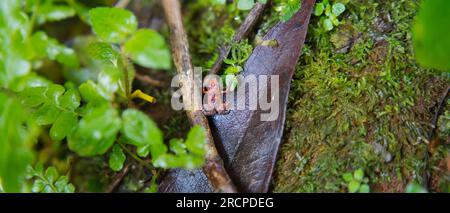 Morn Blanc Naturpfad, Gardiner Seychellen Frosch ist eine der weltweit kleinsten Froscharten, versteckt im üppigen Wald, Mahe Seychelles Stockfoto