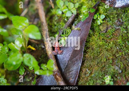 Morn Blanc Naturpfad, Gardiner Seychellen Frosch ist eine der weltweit kleinsten Froscharten, versteckt im üppigen Wald, Mahe Seychelles Stockfoto