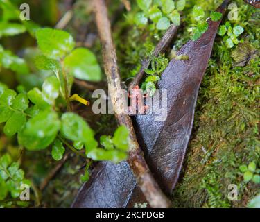 Morn Blanc Naturpfad, Gardiner Seychellen Frosch ist eine der weltweit kleinsten Froscharten, versteckt im üppigen Wald, Mahe Seychelles Stockfoto