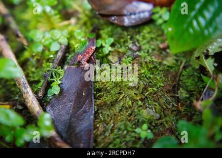 Morn Blanc Naturpfad, Gardiner Seychellen Frosch ist eine der weltweit kleinsten Froscharten, versteckt im üppigen Wald, Mahe Seychelles Stockfoto