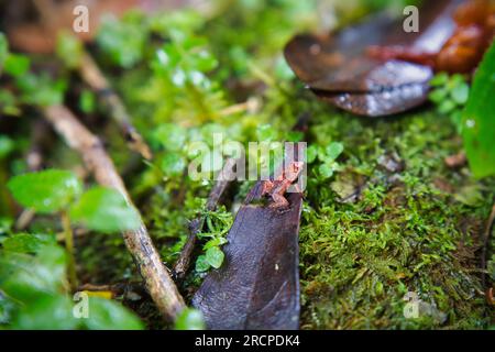 Morn Blanc Naturpfad, Gardiner Seychellen Frosch ist eine der weltweit kleinsten Froscharten, versteckt im üppigen Wald, Mahe Seychelles Stockfoto