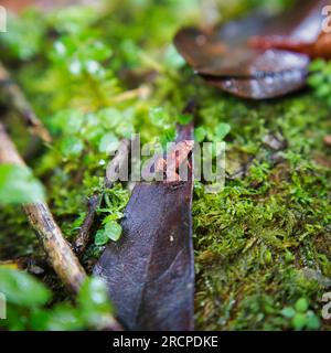 Morn Blanc Naturpfad, Gardiner Seychellen Frosch ist eine der weltweit kleinsten Froscharten, versteckt im üppigen Wald, Mahe Seychelles Stockfoto