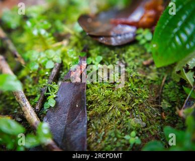 Morn Blanc Naturpfad, Gardiner Seychellen Frosch ist eine der weltweit kleinsten Froscharten, versteckt im üppigen Wald, Mahe Seychelles Stockfoto