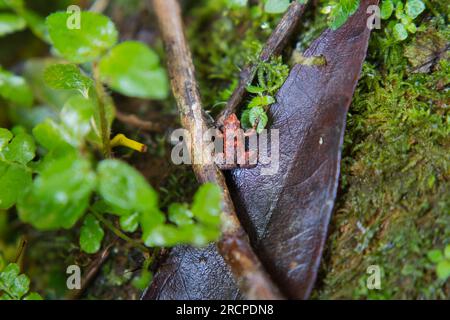 Morn Blanc Naturpfad, Gardiner Seychellen Frosch ist eine der weltweit kleinsten Froscharten, versteckt im üppigen Wald, Mahe Seychelles Stockfoto