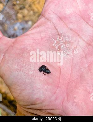 Morn Blanc Naturpfad, Gardiner Seychellen Frosch ist eine der weltweit kleinsten Froscharten, versteckt im üppigen Wald, Mahe Seychelles Stockfoto