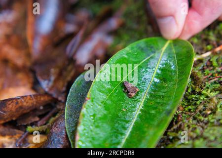 Morn Blanc Naturpfad, Gardiner Seychellen Frosch ist eine der weltweit kleinsten Froscharten, versteckt im üppigen Wald, Mahe Seychelles Stockfoto