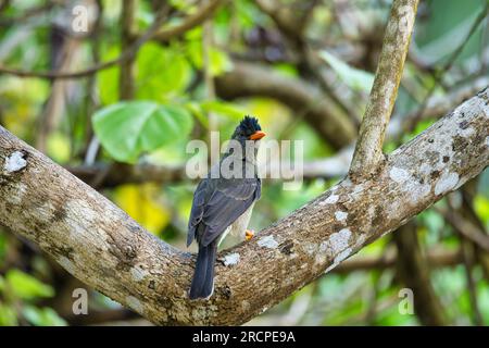 Seychellen-Bulbul auf Baumbrunch im Wald, Mahe Seychellen Stockfoto