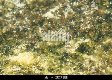 Kleine Fische am Strand auf Granitfelsen, die Seetang füttern, Mahe Seychellen Stockfoto