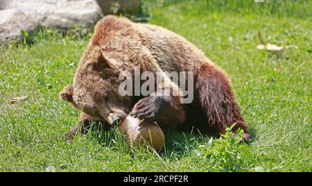 Thale, Deutschland. 16. Juli 2023. Braunbär Moritz genießt eine Eisbombe in der Sommerhitze. Die Bären Moritz und Idun wurden offiziell zum ersten Mal im Rahmen des Zoofestivals in Thale zusammen auf die Wiese gelassen. Der Zoo am Hexentanzplatz wurde zum 50. Jahrestag eingeladen. Besucher können die Tierfütterung und die beiden Bären Idun und Moritz zusammen in der Anlage sowie zahlreiche Informationsangebote erleben. Idun kam letztes Jahr 2022 aus einem Tierpark in Schweden nach Thale, um Moritz, den Bären, Gesellschaft zu leisten. Kredit: Matthias Bein/dpa/ZB/dpa/Alamy Live News Stockfoto