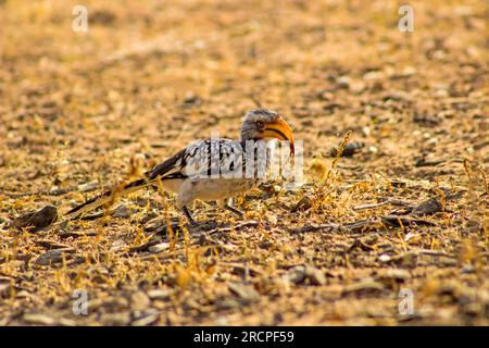 Südliches Gelbschnabel-Hornbill, Tockus leucomelas, ist am späten Nachmittag auf dem Boden in der Kalahari-Wüste mit der Nahrungssuche beschäftigt Stockfoto