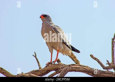 Ein blasser Goshawk, Hawk, Melierax Canorus, hoch oben auf einem toten Ast im Kgalagadi-Nationalpark in Südafrika, vor einem blassblauen Himmel Stockfoto