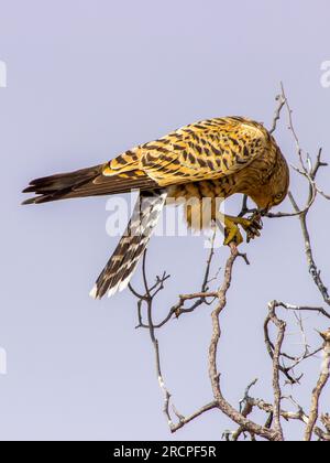 Falco rupicoloides, ein Großfalke, ist in der Kalahari-Wüste im südlichen Afrika mit der Fütterung eines Grashüllers beschäftigt Stockfoto