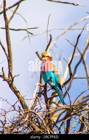 Ein wunderschöner lilafarbener Roller, Coracias caudatus, hoch oben in einem toten Busch in der Xeric Savannah der Kalahari-Wüste im südlichen Afrika Stockfoto