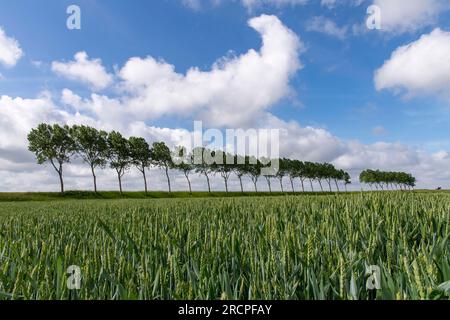 Blick aus dem niedrigen Winkel zwischen einem landwirtschaftlichen Weizenfeld mit einem Horizont, der von einer langen Linie von Bäumen vor einem weißen Hintergrund gesäumt ist Stockfoto