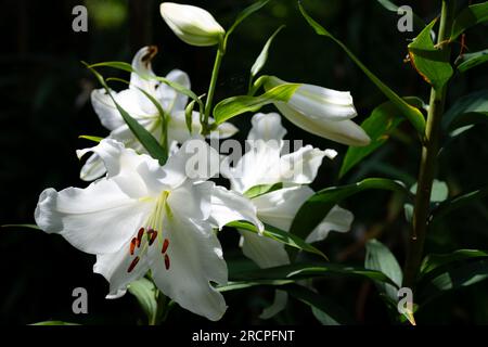 lilium Blanc Casablanca (jardin du ruisseau de l'église 2023) Stockfoto