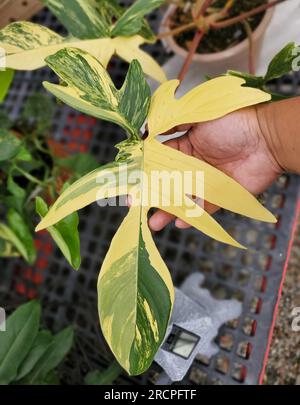 Wunderschönes Blatt des Philodendron Florida Beauty Variegated, eine seltene und beliebte tropische Pflanze Stockfoto