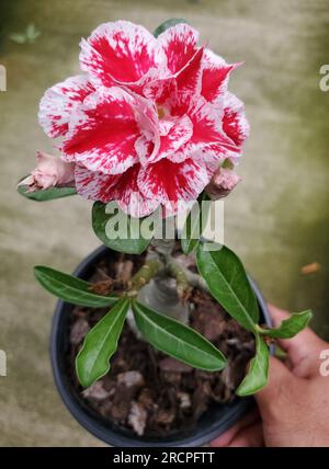 Nahaufnahme der rot-weißen Rosenblume der Wüste Stockfoto