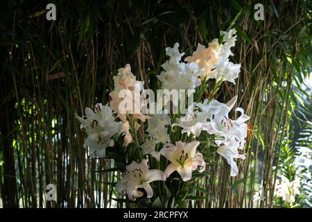 Bouquet de lys Blancs et roses pâles, lys Casablanca, , Lys Pretty Women, Glaieuls, (jardin du ruisseau de l'église 2023) Stockfoto