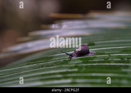 Troise frere Naturpfad, Nahaufnahme der endemischen schwarzen Schnecke der Seychellen auf der endemischen Dieb-Palme, Mahe Seychellen Stockfoto