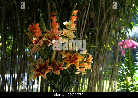 Bouquet de lys jaunes et oranges, lys Hotel California, lys Avallon Sunset, lys afrikanische Königin, Glaeen, (jardin du ruisseau de l'église 2023) Stockfoto