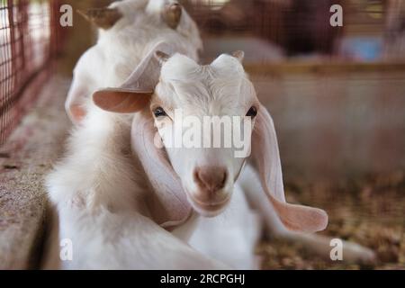 Zwei Ziegen im Käfig auf der Farm auf der Insel Mahe, Seychellen Stockfoto