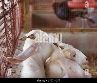 Zwei Ziegen im Käfig auf der Farm auf der Insel Mahe, Seychellen Stockfoto