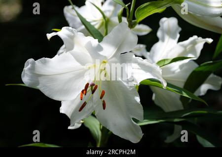 lilium Blanc Casablanca (jardin du ruisseau de l'église 2023) Stockfoto