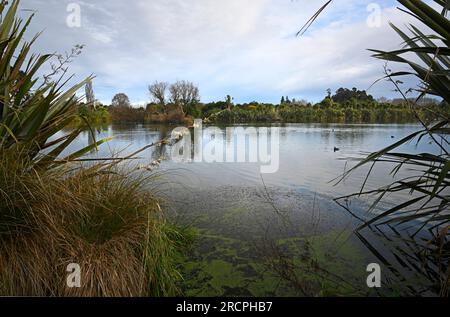 Styx Mill Conservation Area See, mit Flachsbüschen und Blumen, Christchurch, Neuseeland Stockfoto