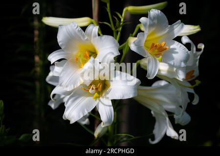 Lilium Royal Régale Album (jardin du ruisseau de l'église 2023) Stockfoto