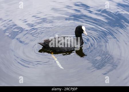 Die eurasische Muschel (Fulica atra), auch bekannt als der gewöhnliche Muschi, oder Australischer Muschi in einem Teich in Hampton Court Gardens, London, England Stockfoto