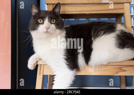 Eine Hauskatze mit kurzen Haaren, weiß mit dunkelgrau, zu Hause über einem Fußhocker mit einem aufmerksamen, neugierigen Blick. Auch bekannt als Moggy in Großbritannien Stockfoto