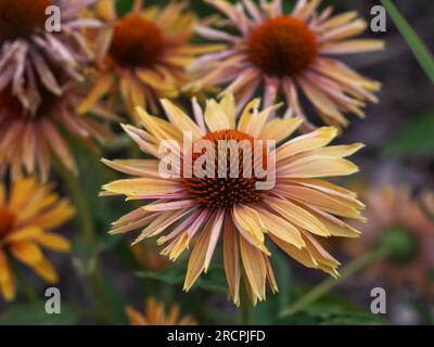 Farbenfrohe Echinacea in einer natürlichen Umgebung, in voller Blüte in nächster Nähe auf einem leicht verschwommenen Hintergrund, elegante, zarte Blumen an einem bewölkten Morgen Stockfoto