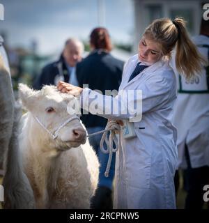 Great Yorkshire Show 2023 Stockfoto