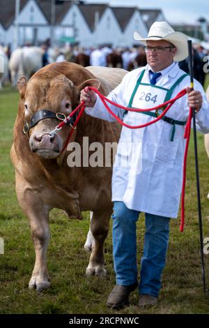 Great Yorkshire Show 2023 Stockfoto