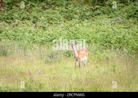 Ein Sommer-HDR-Bild der Rotwild-Jahrgänge, Cervus elaphus scoticus, die auf ländlichen Feldern in der Nähe von Loch Ness, Schottland weiden. 11. Juni 2023 Stockfoto