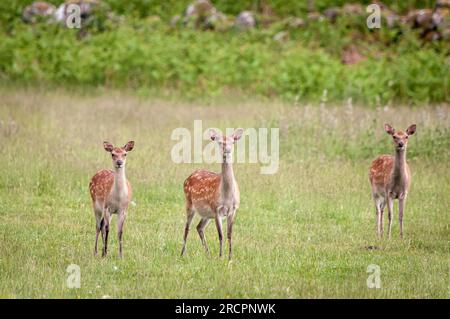 Ein Sommer-HDR-Bild der Rotwild-Jahrgänge, Cervus elaphus scoticus, die auf ländlichen Feldern in der Nähe von Loch Ness, Schottland weiden. 11. Juni 2023 Stockfoto