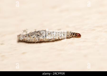 Scheckbeutelwürmer (Tineidae) aus Südostasien Stockfoto