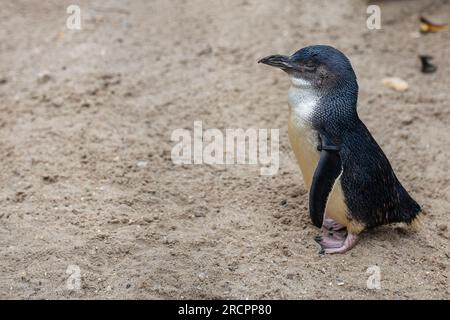 Ein Pinguin, bekannt als kleiner Pinguin, ein Feenpinguin, ein kleiner blauer Pinguin und ein blauer Pinguin. Stockfoto