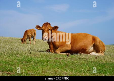 Rotes Rindfleisch, Angus-Kuh in South Devon Weide, in der Nähe von Gara Rock, Großbritannien Stockfoto