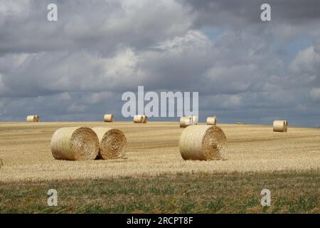 Rund gepresstes Stroh auf einem Feld positioniert Stockfoto