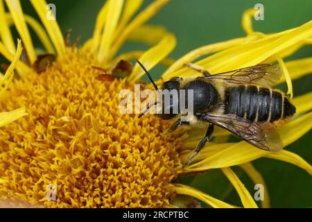 Natürliche Nahaufnahme einer weiblichen Blattschneiderin, solitäre Biene, Megachile centuncularis, die Nektar trinkt, bildet eine gelbliche Inula-Blume Stockfoto