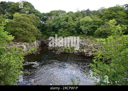 Der Fluss Tees, in der Nähe des Low Force Wasserfalls, Teasdale, England Stockfoto