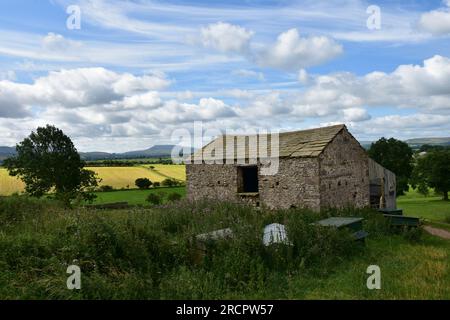 Wildschweine fielen aus Great Musgrave, Eden Valley, Cumbria Stockfoto