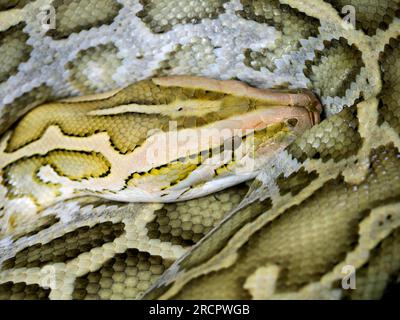 Nahaufnahme der indischen Python (Python molurus) von oben gesehen Stockfoto