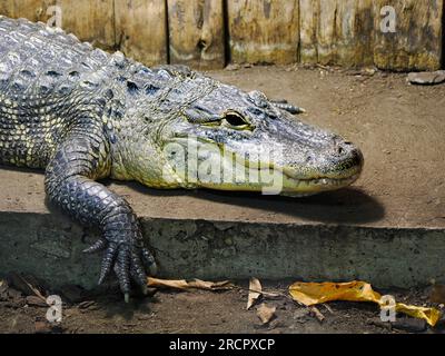 Nahaufnahme eines amerikanischen Alligators (Alligator mississippiensis), der seine Zähne zeigt Stockfoto