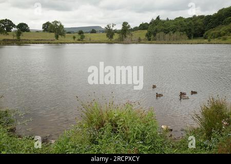 Pinker's Pond Middleham Low Moor Yorkshire Dales Stockfoto