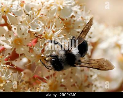 Makro der Ashy-Bergbaubiene (Andrena cineraria), die Photinienblumen ernährt Stockfoto