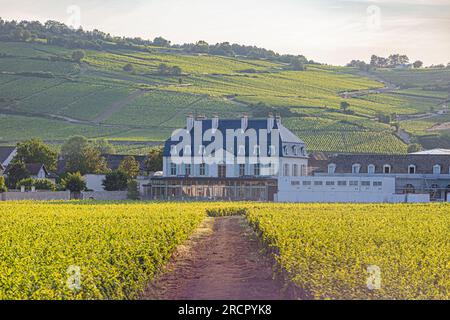 Reportage photos en montgolfière au-dessus de Pommard avec France Montgolfières. Vignes et château de Pommard. Fotobericht in einem Heißluftballon Stockfoto