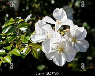 Makro der weissen Primärrosen im französischen Garten Stockfoto